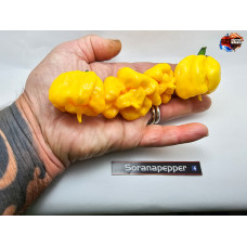 CAROLINA REAPER YELLOW  CREAM ISOLATO