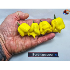 CREAMO CREAM ISOLATO X