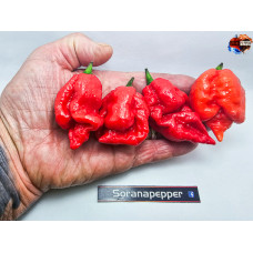 DYSTOPIA  RED ISOLATO X