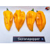 FATALII YELLOW  ISOLATO  X