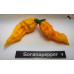 FATALII YELLOW ISOLATO 