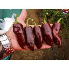 JALAPENO BROWN ISOLATO