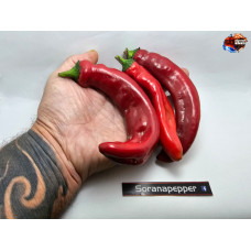 JALAPENO CERNOBYL RED ISOLATO