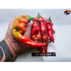 JALAPENO CHERNOBYL RED ISOLATO X