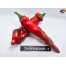 JALAPENO CHERNOBYL RED ISOLATO X