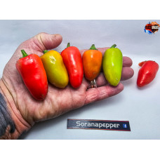 JALAPENO MULTICOLOR ISOLATO X