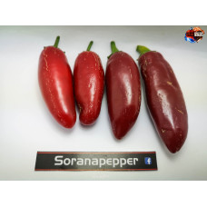 JALAPENO RED ISOLATO