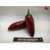 JALAPENO RED ISOLATO