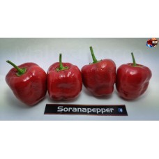 LARGE ROCOTO RED