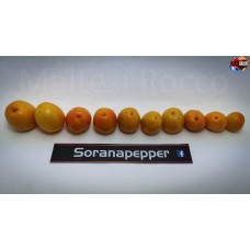 MINI ROCOTO YELLOW