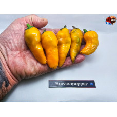 MONKEY FACE GOLD ISOLATO X