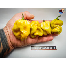 MORUGA  SCORPION MUSTARD ISOLATO