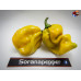 MORUGA  SCORPION MUSTARD ISOLATO