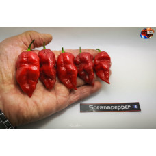 MORUGA BELZEBU' RED ISOLATO