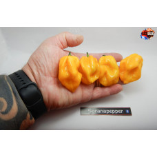 MORUGA BLACK JACK YELLOW ISOLATO