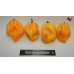 MORUGA BLACK JACK YELLOW ISOLATO