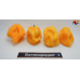 MORUGA BLACK JACK YELLOW ISOLATO