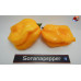 MORUGA BLACK JACK YELLOW ISOLATO