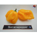 MORUGA BLACK JACK YELLOW ISOLATO