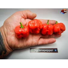 MORUGA SATAN STRAIN RED ISOLATO