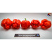 MORUGA SATAN STRAIN RED ISOLATO