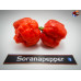 MORUGA SATAN STRAIN RED ISOLATO