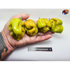 MORUGA SCORPION GOLDEN ISOLATO