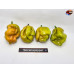 MORUGA SCORPION GOLDEN ISOLATO