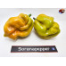 MORUGA SCORPION GOLDEN ISOLATO