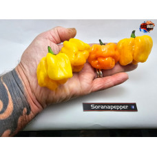 MORUGA SCORPION ORANGE ISOLATO