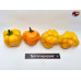 MORUGA SCORPION ORANGE ISOLATO