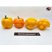 MORUGA SCORPION ORANGE ISOLATO