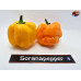 MORUGA SCORPION ORANGE ISOLATO