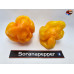 MORUGA SCORPION ORANGE ISOLATO