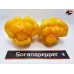 MORUGA SCORPION ORANGE ISOLATO