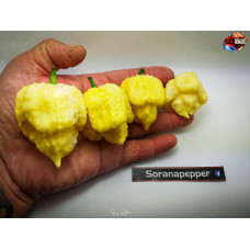 MORUGA SCORPION WHITE ISOLATO