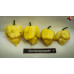 MORUGA SCORPION WHITE ISOLATO