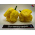 MORUGA SCORPION WHITE ISOLATO