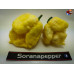 MORUGA SCORPION WHITE ISOLATO