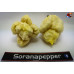 MORUGA SCORPION WHITE ISOLATO