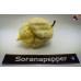 MORUGA SCORPION WHITE ISOLATO