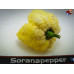 MORUGA SCORPION WHITE ISOLATO