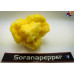 MORUGA SCORPION WHITE ISOLATO