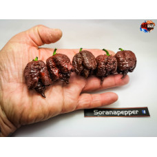 MORUGA U.V. CHOCOLATE ISOLATO