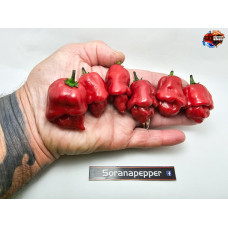 MORUGA X ARRIBA SAIA RED F4 ISOLATO