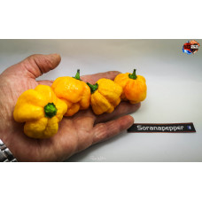 MORUGA YELLOW ISOLATO