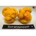 MORUGA YELLOW ISOLATO