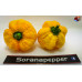 MORUGA YELLOW ISOLATO