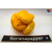 MORUGA YELLOW ISOLATO