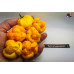 MORUGA YELLOW ISOLATO